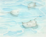 Stingray CIty Grand Cayman