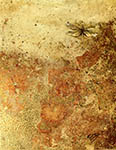 Dragonfly Series